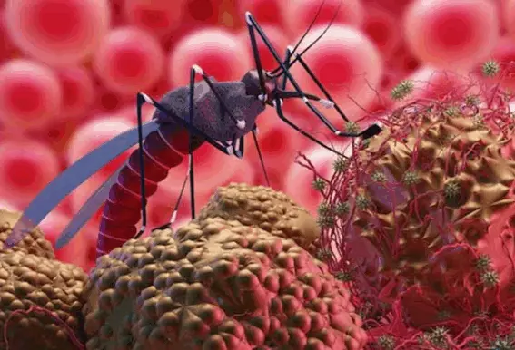 ચાંદીપુરા વાયરસ ન ફેલાય તે માટેની માર્ગદર્શિકા