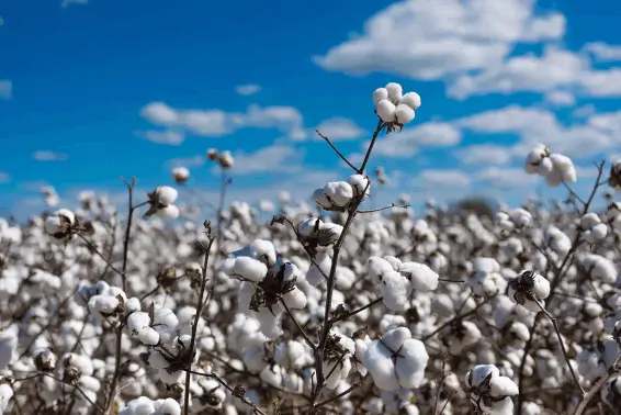 કેન્દ્ર સરકારે કપાસના ટેકાના ભાવ જાહેર કર્યા