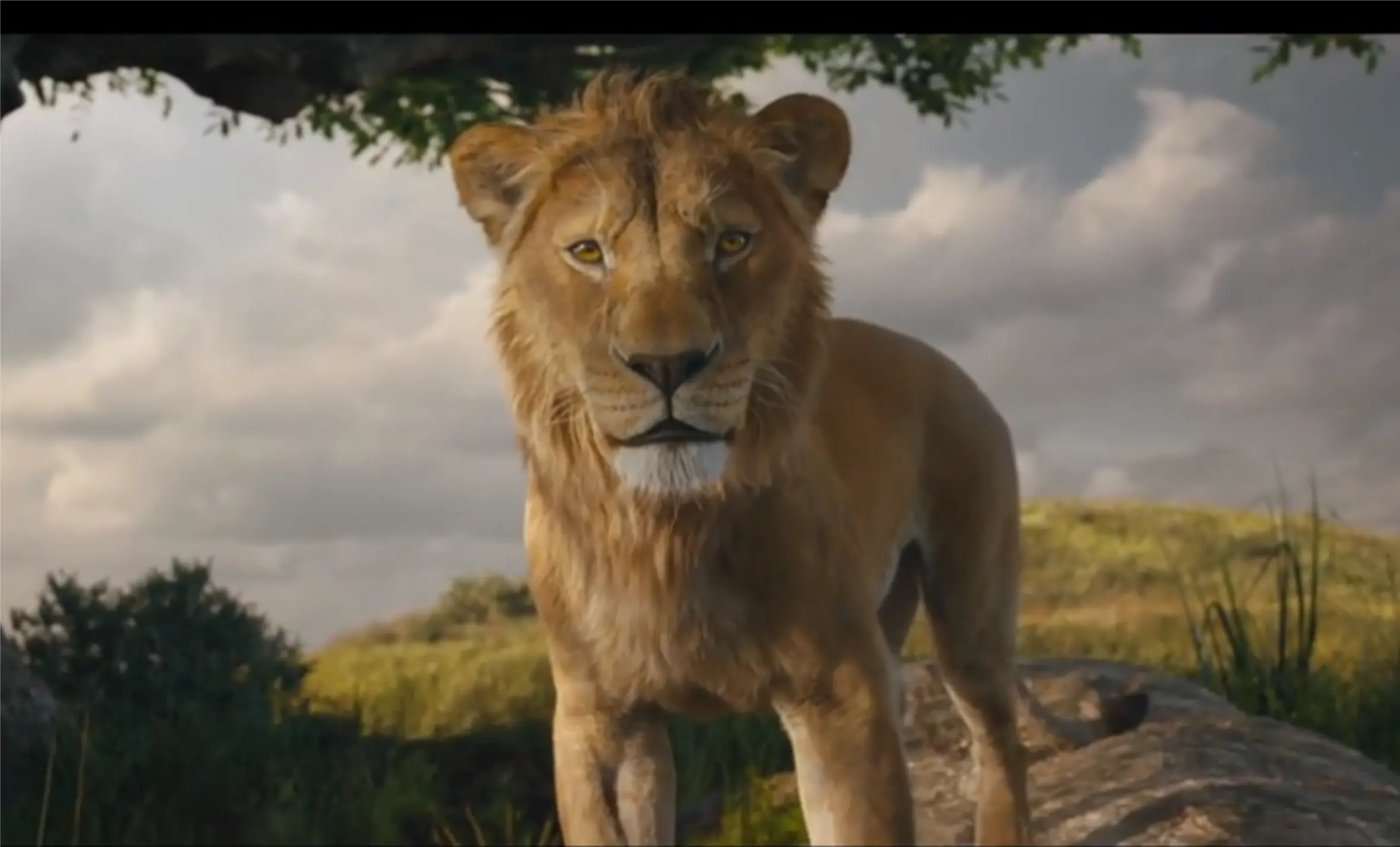 જુનાગઢના ઝુમાં સિંહો માટે નવો પ્રોગ્રામ લોન્ચ