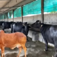 તબેલા બનાવવા મળશે સરકાર તરફથી ₹ 4 લાખ