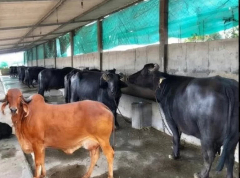 તબેલા બનાવવા મળશે સરકાર તરફથી ₹ 4 લાખ