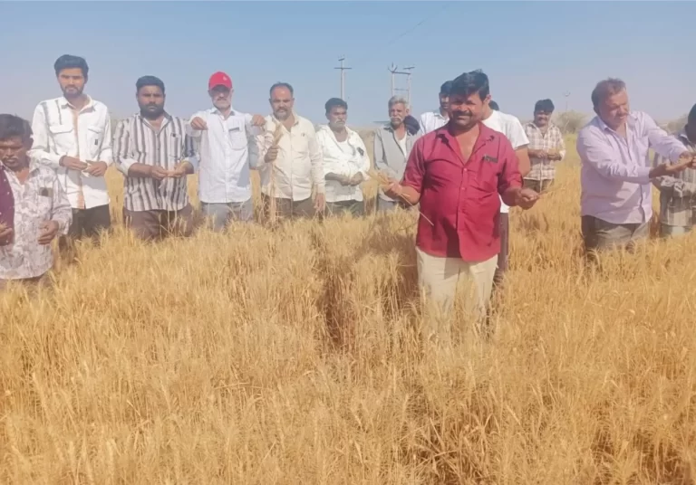 બામણબોરમાં કેમિકલ યુક્ત પાણીથી ઘઉંના પાકનું નિકંદન