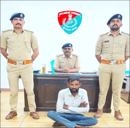 દેશી બાવળ કાપતા તીથવાના યુવાનને પકડતું વનખાતું