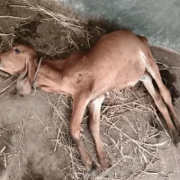 ગઢિયામાં દીપડાએ વાછરડીનું મારણ કર્યું